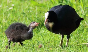 Blesshuhn Familie